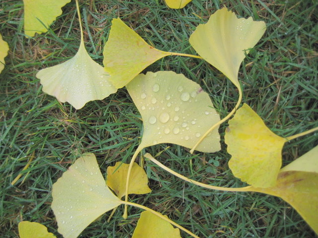 Image 11 of 32  -  116 kB